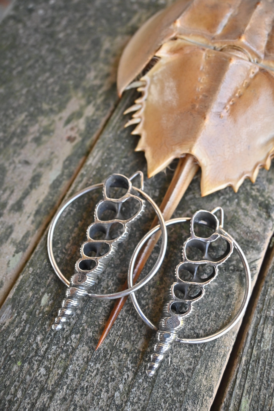 Shell Slice Hoops