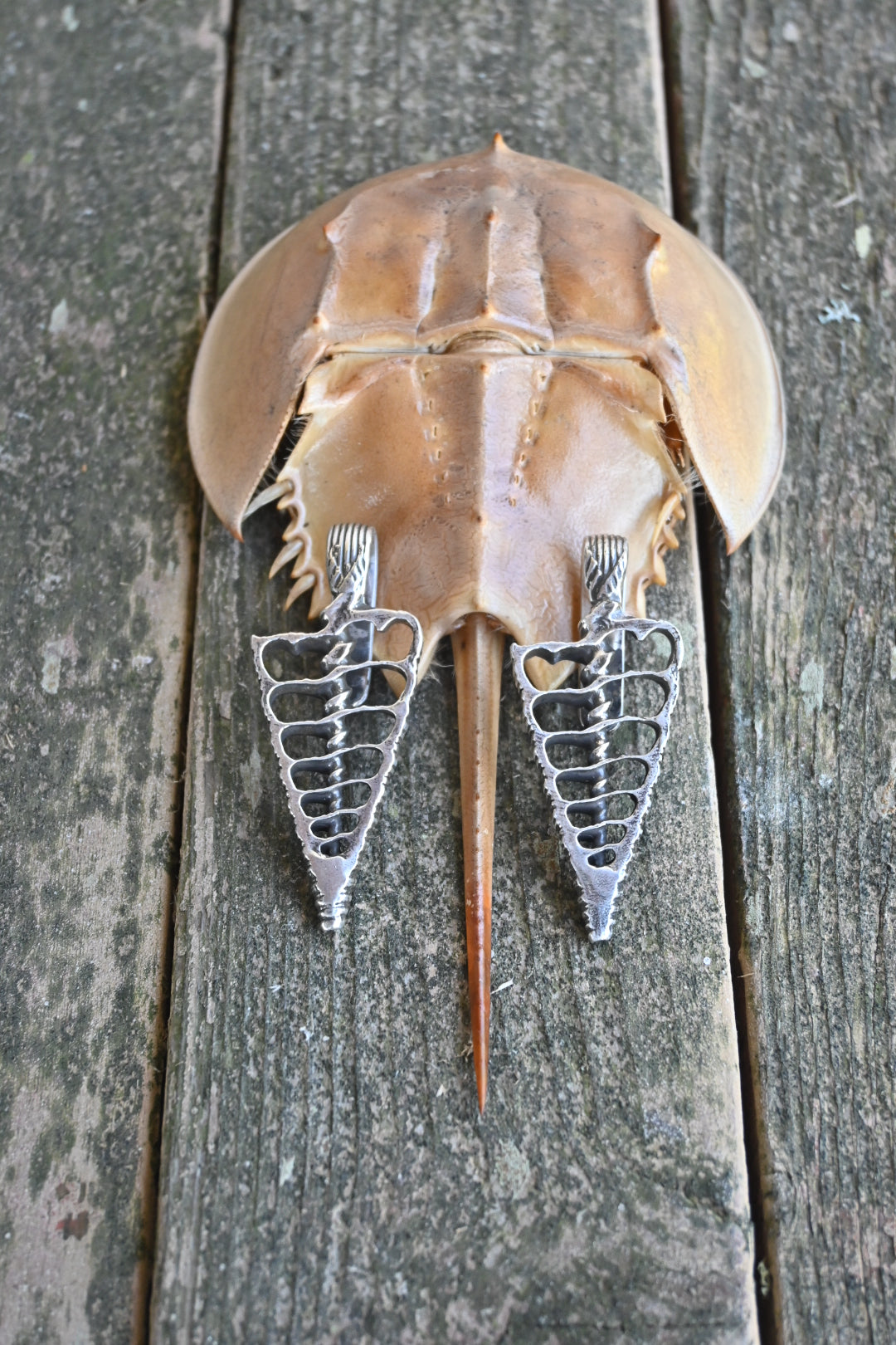 Silver Shell Spine Ear Weights