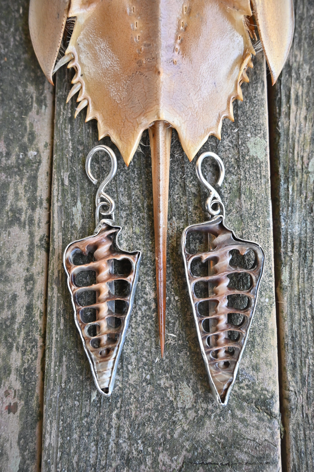 Siren Song Shell Ear Weights