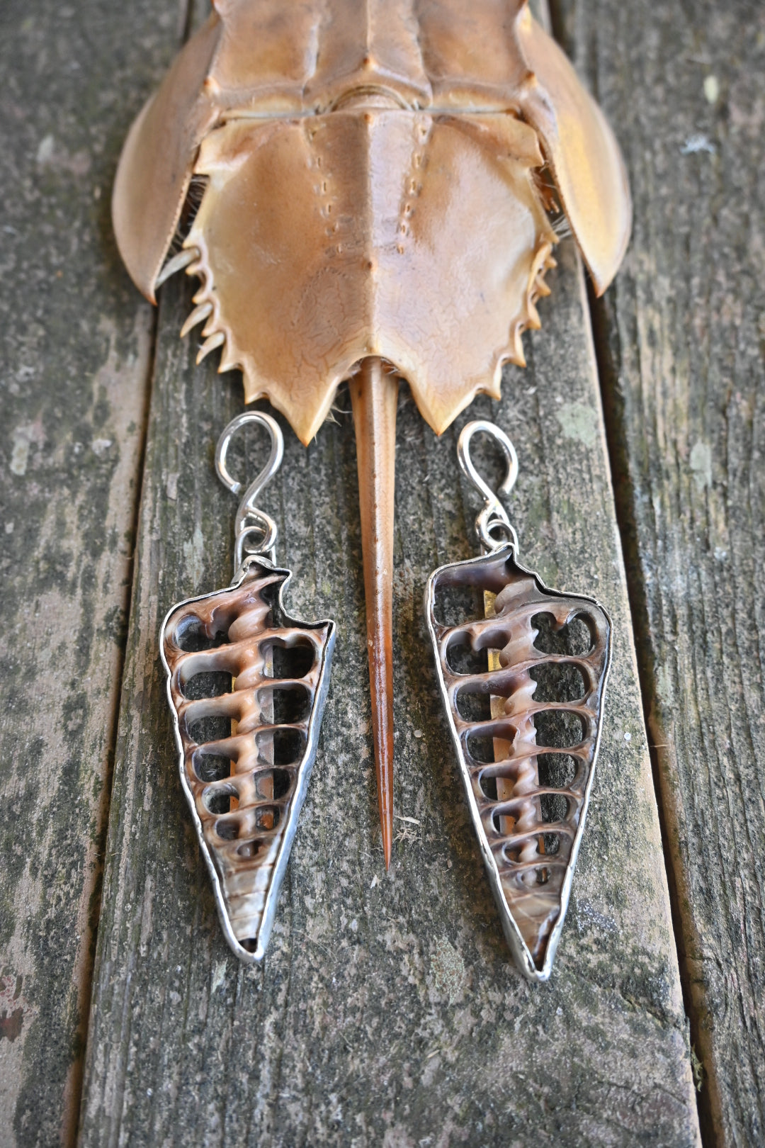 Siren Song Shell Ear Weights