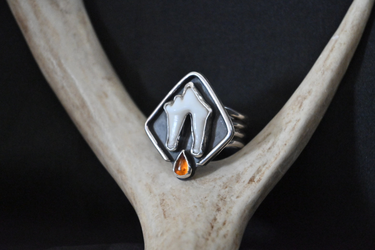 Coyote Tooth & Amber Ring