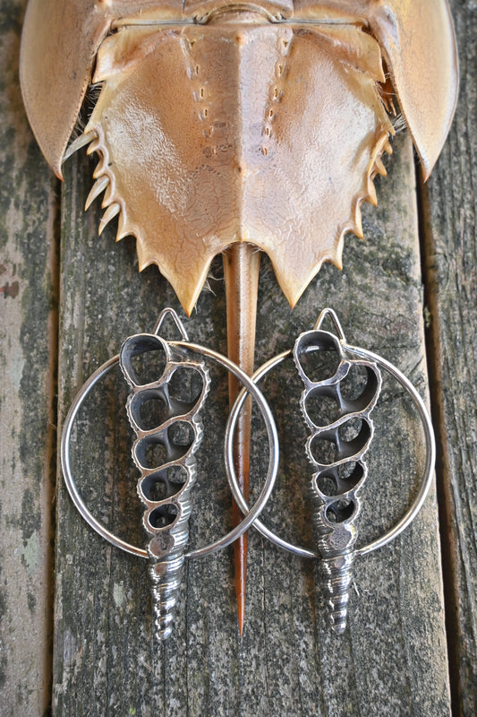 Shell Slice Hoops