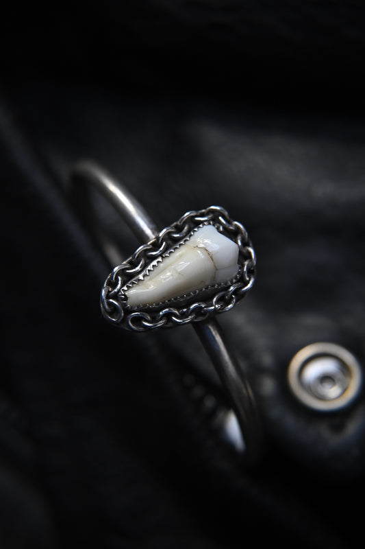 Tooth Bracelet