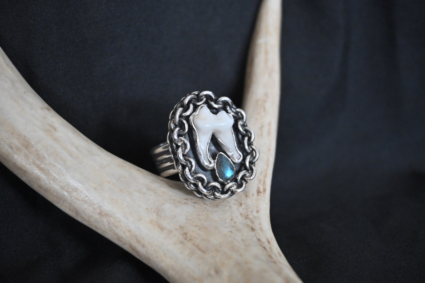 Fox Molar & Labradorite Ring