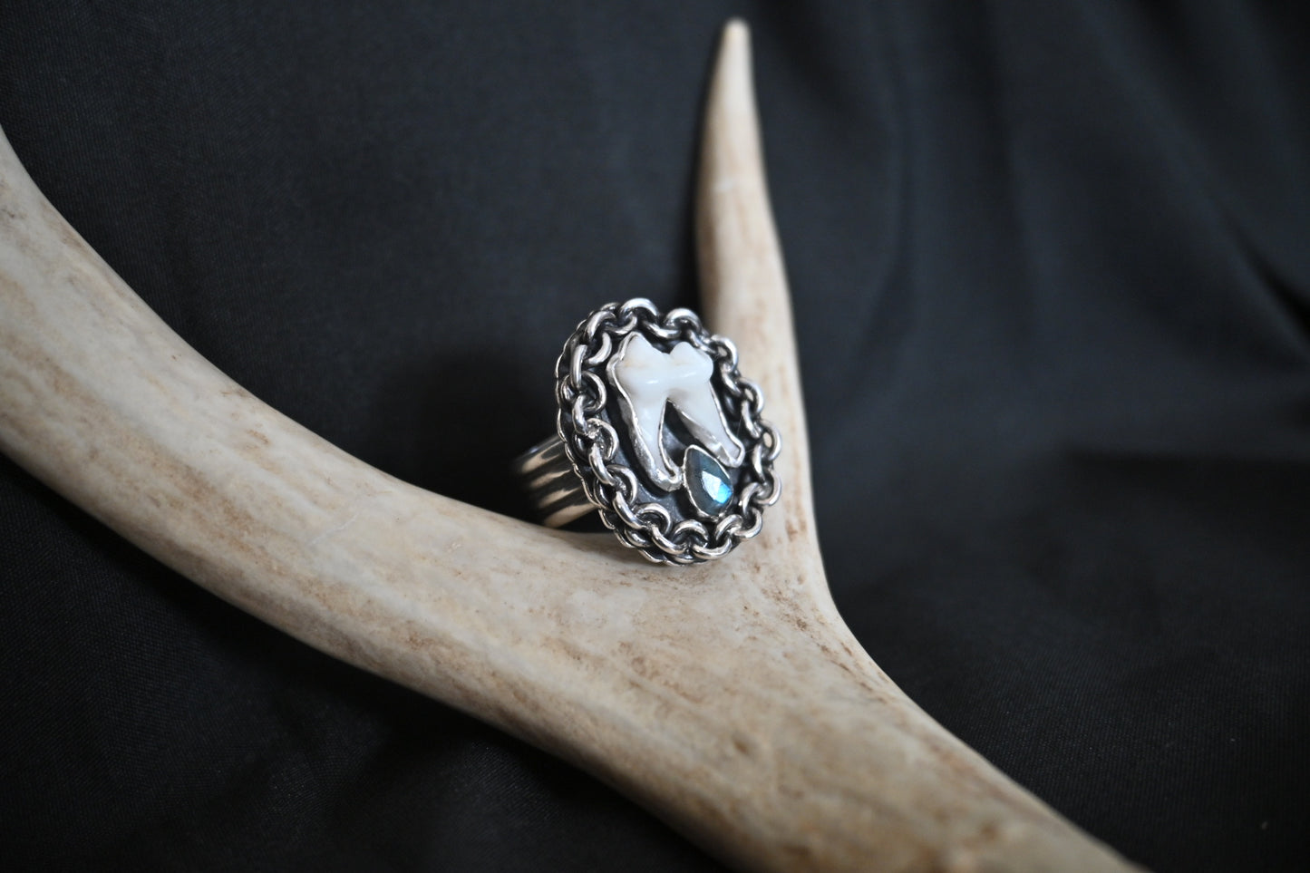 Fox Molar & Labradorite Ring