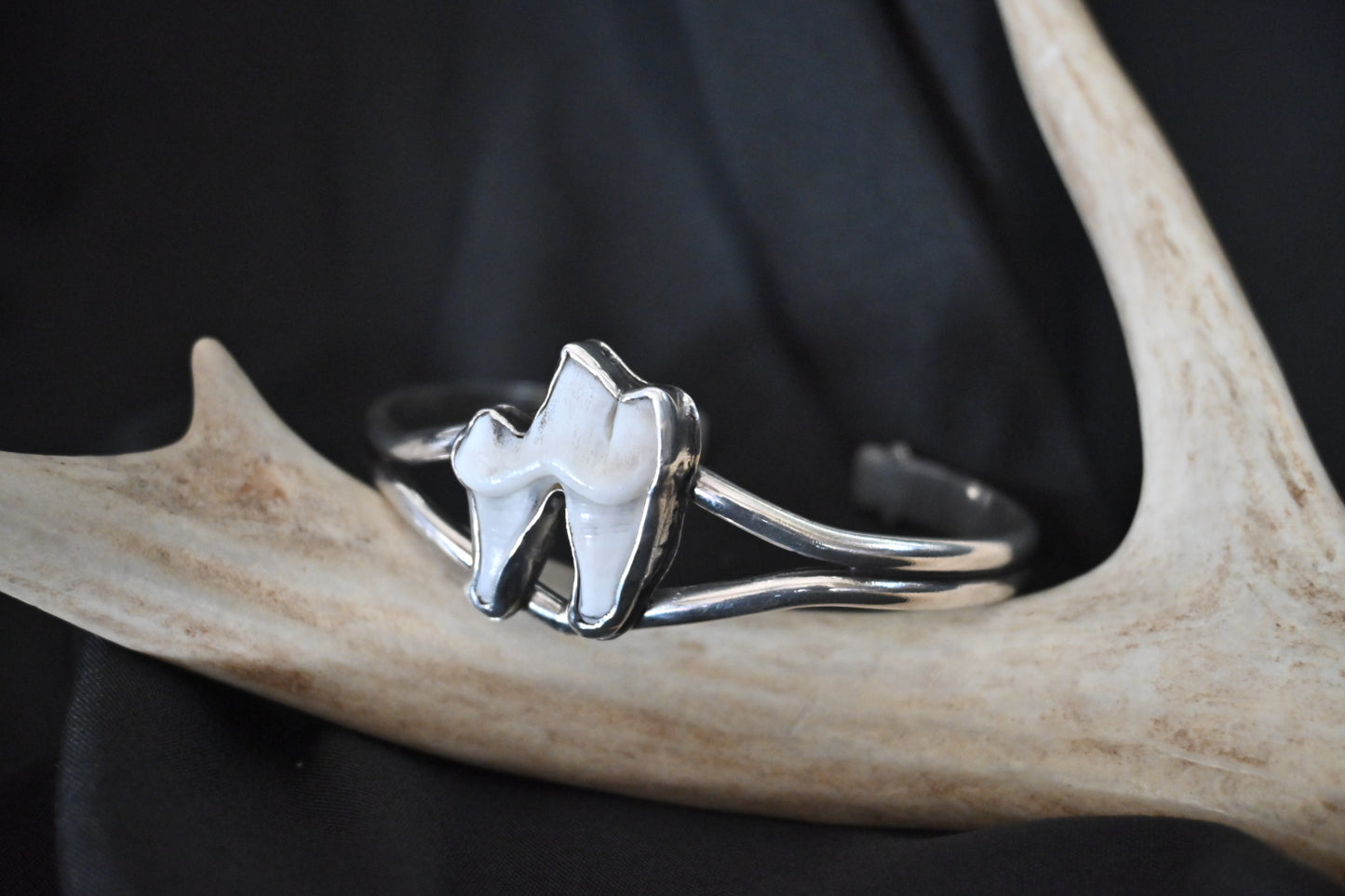 Coyote Tooth Cuff