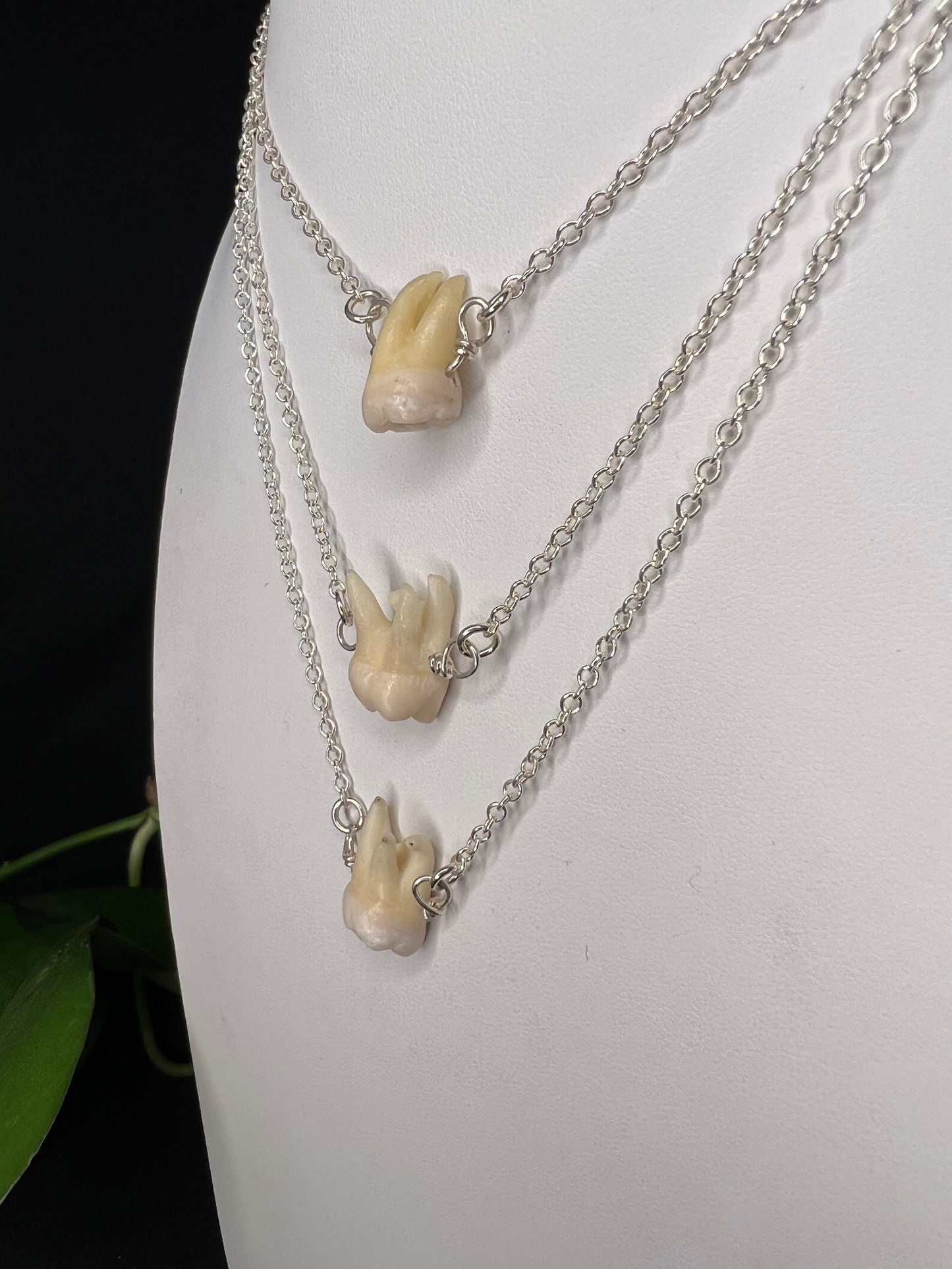 Drilled Tooth Necklace